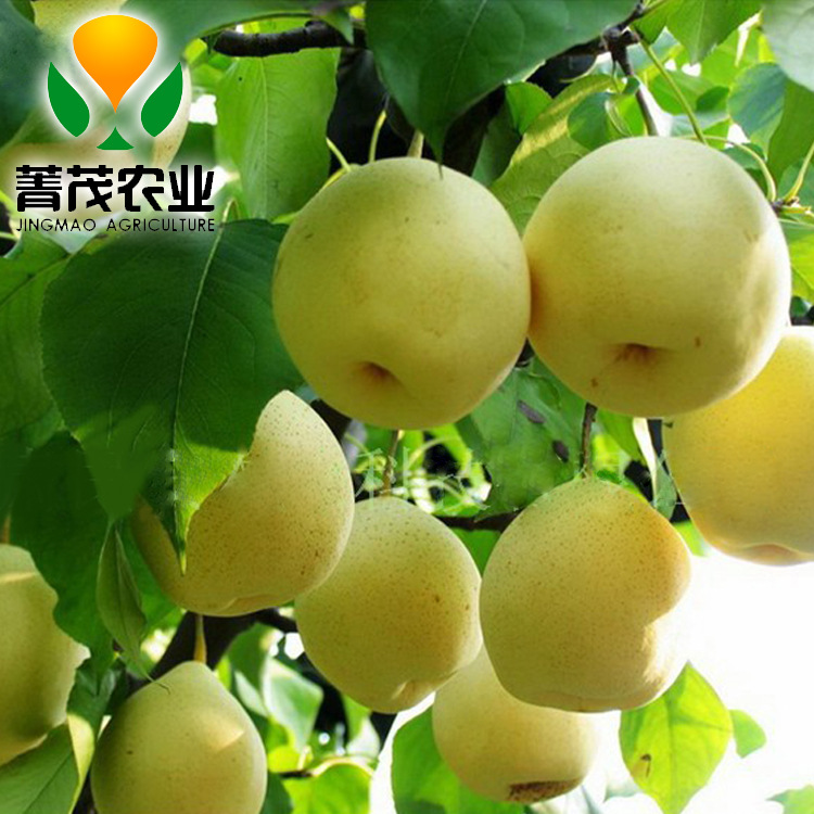 菁茂农业-皇冠梨、沙漠早酥梨、沙漠蜜梨、绿色果品批发【公斤】