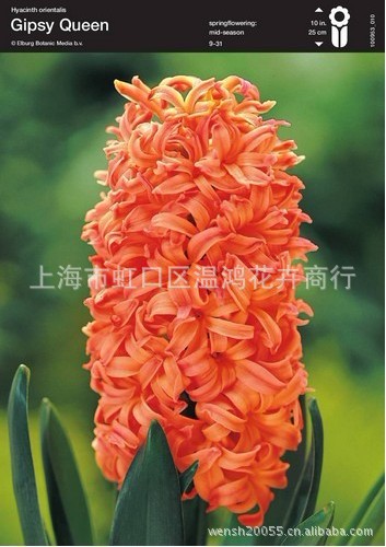 风信子花卉种球批发预定荷兰球根风信子种子橙色吉普赛女王