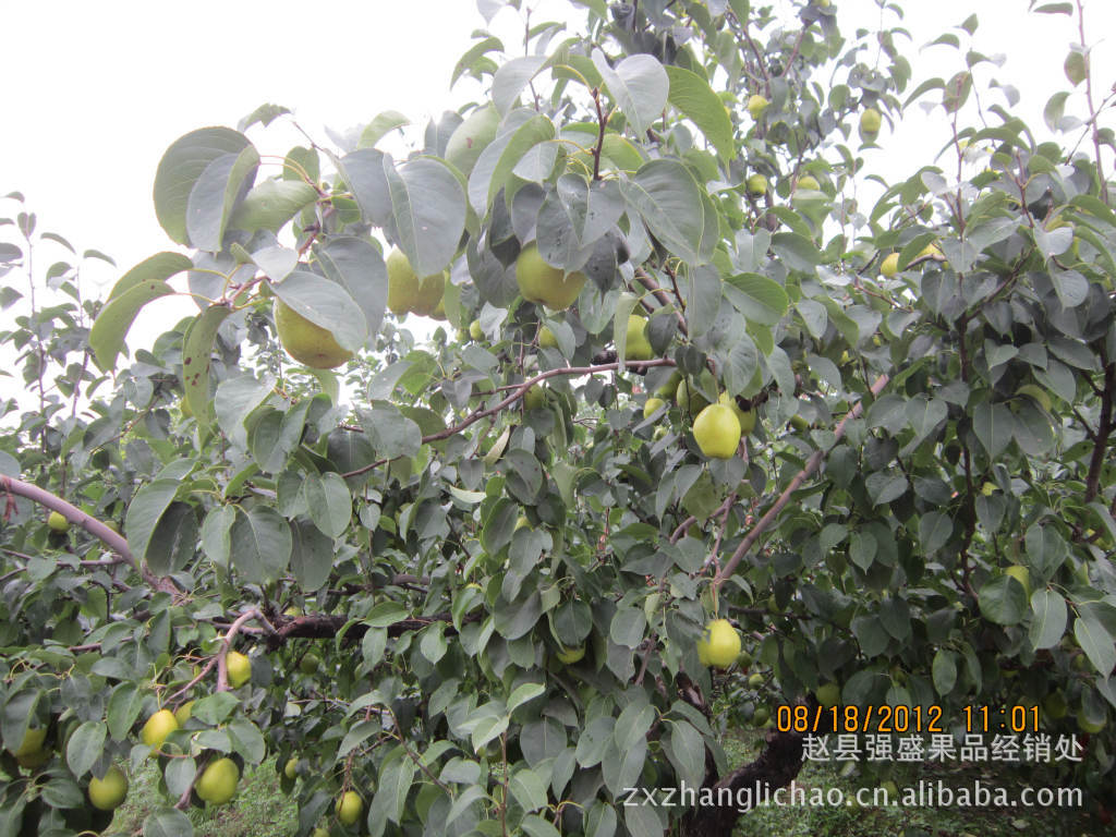 河北赵县果品批发基地