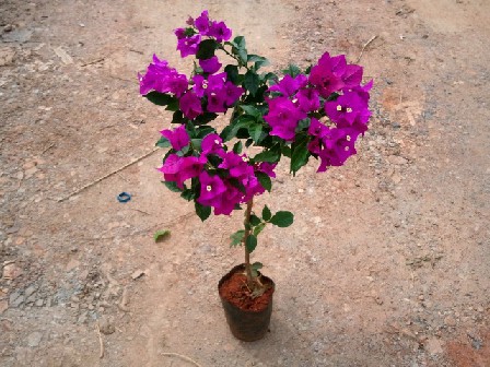 大量供应三角梅，勒杜鹃，九重葛袋苗