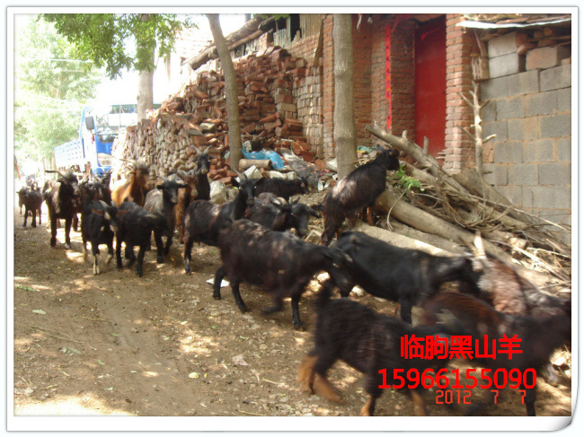 销售黑山羊 养殖技术 市场前景 效益分析 最新价格