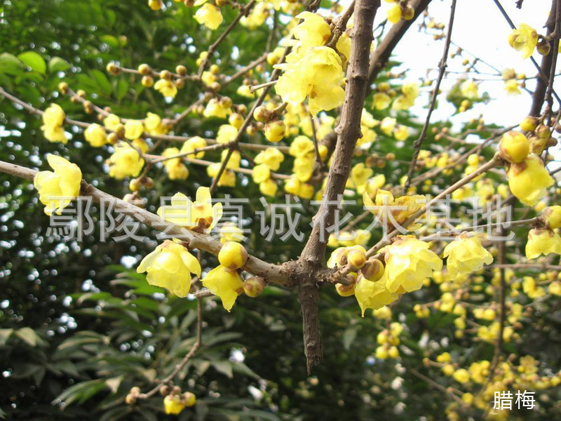 观赏花卉 红梅盆景 腊梅花木苗腊梅树 大量小苗木批发