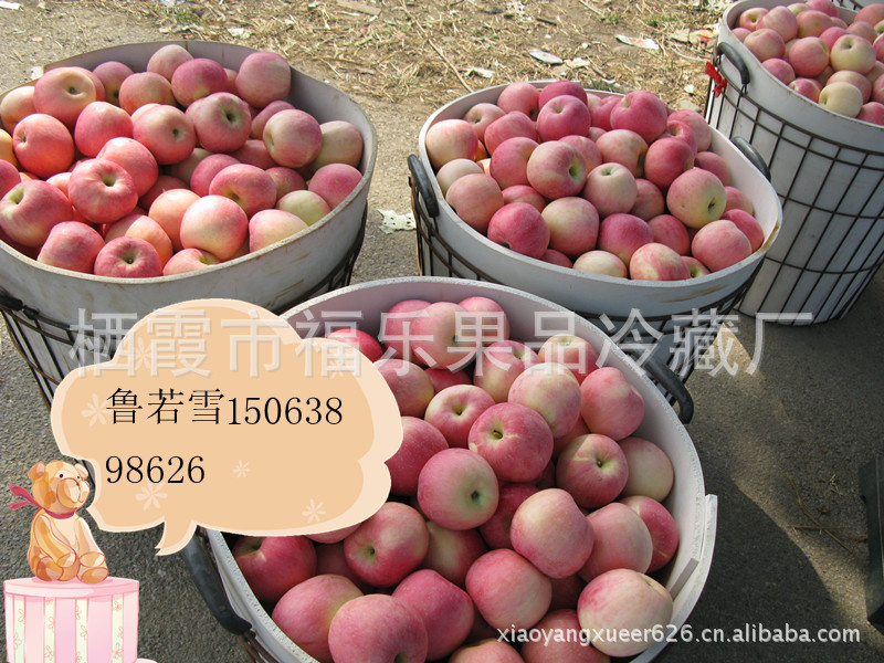烟台有机苹果   新鲜红将军  大量批发团购