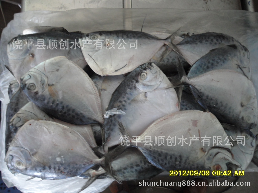 供应150克/条 刀鲳鱼 皮刀鱼 鲳鱼 猪哥鲳 顺创水产有限公司