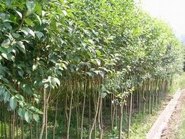 供应大叶女贞(高杆女贞）、高杆女贞苗，大叶女贞树，紫薇