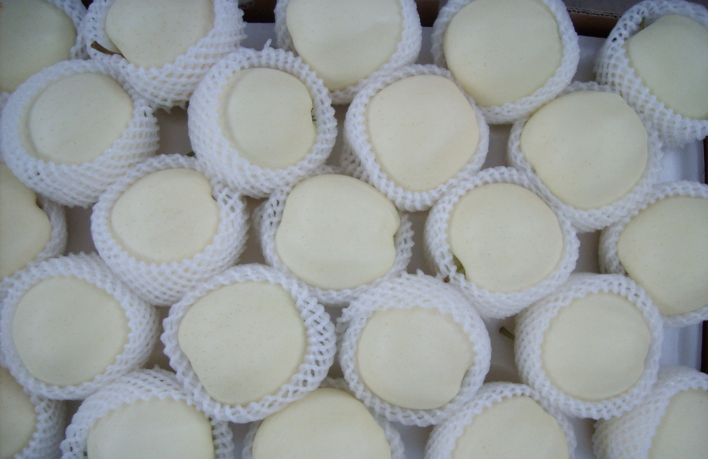 套袋黄元帅 套袋金帅 金帅批发 膜袋 纸袋金帅 果品合作社