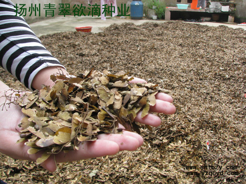 【专供青枫种子、青枫种子批发、特价45元/斤】