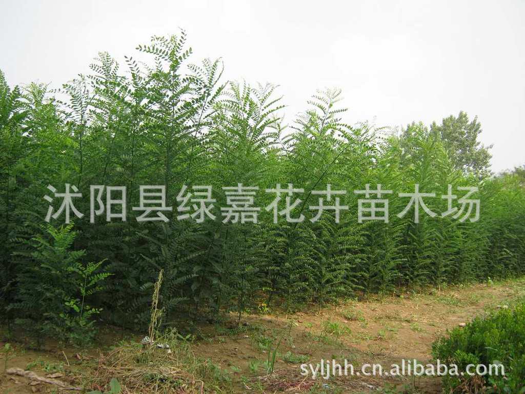 国槐苗小苗 绿化苗木批发 工程花卉树苗 大苗庭院果树花卉