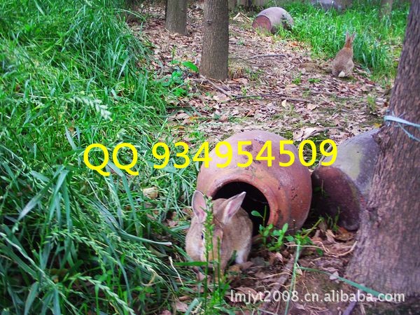 兔子养殖公司种兔子兔子养殖场
