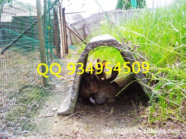 养殖比利时兔种供应商兔比利时兔养殖