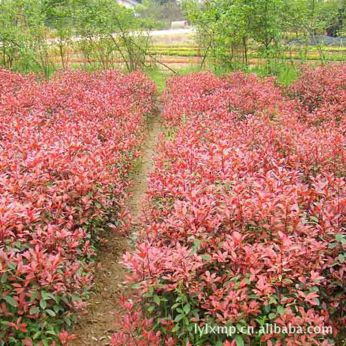 供应红叶石楠小苗,红叶石楠床苗 红叶石楠球价格 绿化苗木批发