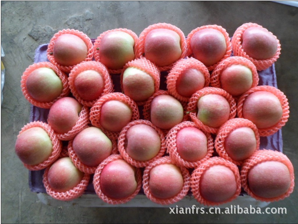 光果富士---味道可口 价格优惠