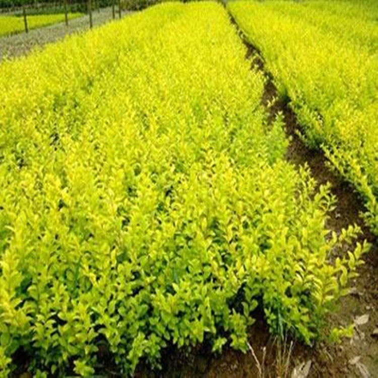 供应金叶女贞苗  金叶女贞小苗批发 金叶女贞最新价格