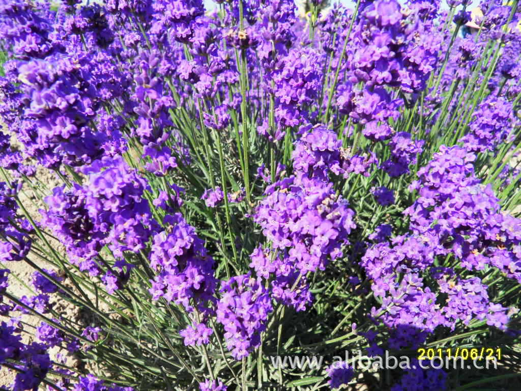 优惠批发供应新疆伊犁产法国蓝薰衣草种子