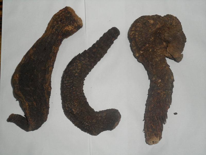 沙漠人参-肉苁蓉