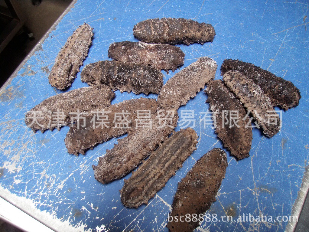 海参 墨西哥猪仔参 刺参 墨西哥水产 南美海参 墨西哥海参