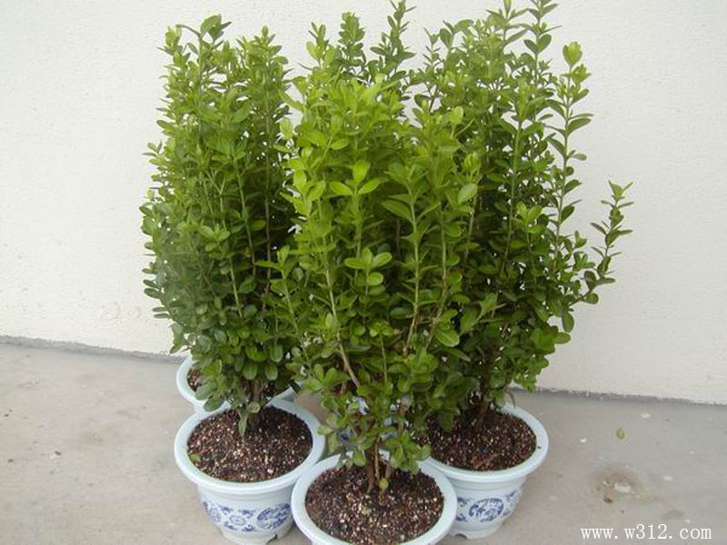 小叶黄苗 花卉苗木*瓜子黄杨球，绿化苗木庭院街道绿化最佳品种