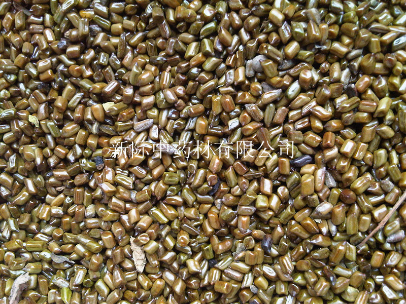 草决明 批发熟决明 批发200吨