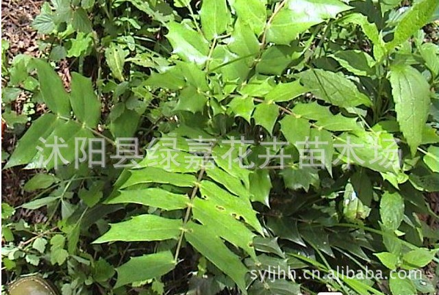 销售花卉苗木 十大功劳苗 十大功劳小苗 盆栽植物盆景）