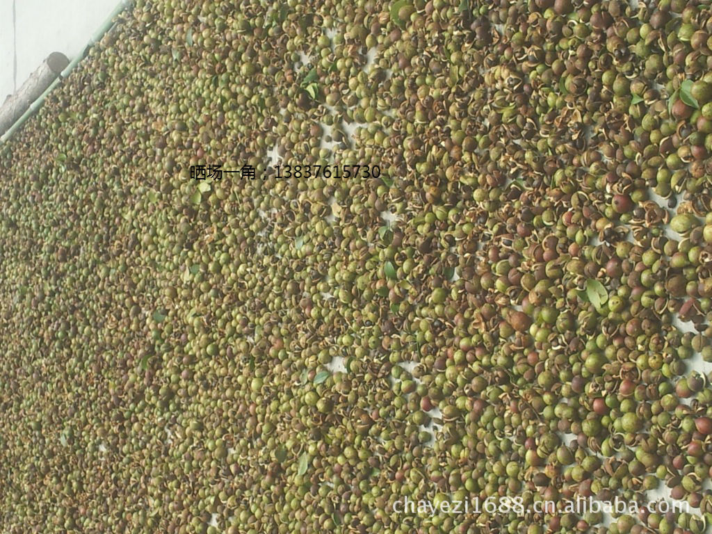 【物美价廉】自然潮【茶叶种子】