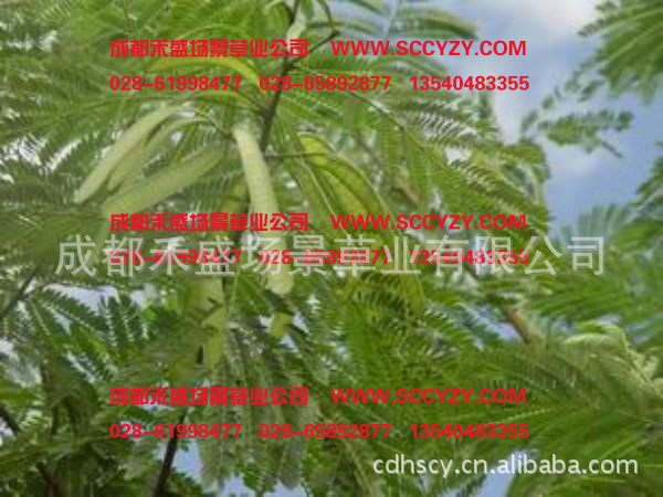 供应银合欢种子 浦江灌木种子 泸州灌木种子 北川灌木种子