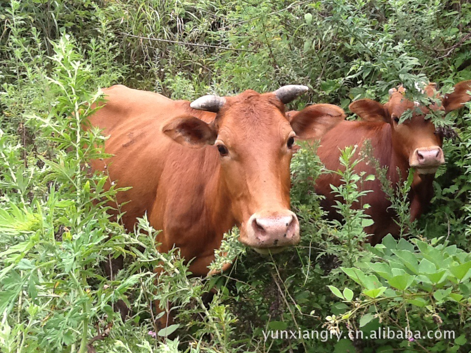 贵州云祥畜牧科技 专业养殖供应  纯天然 绿色 优质耕牛 肉牛
