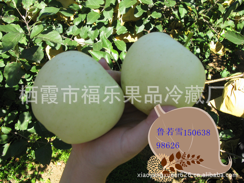 烟台有机苹果   新鲜金帅苹果  大量批发团购