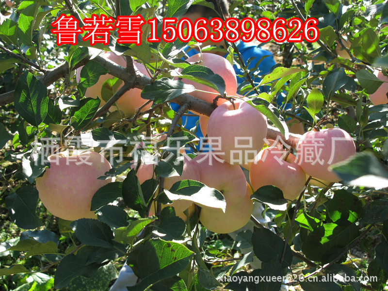 烟台有机苹果   新鲜红富士 大量上市啦