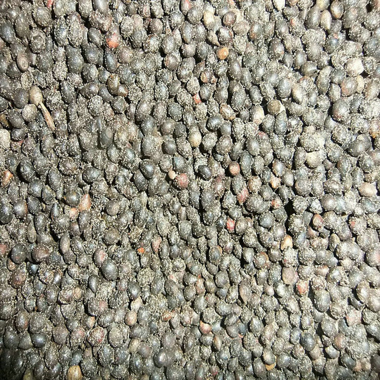 厂家直销优质山荆子种子