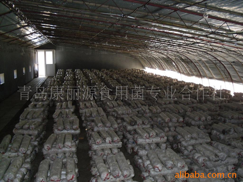 青岛食用菌菌棒，香菇菌棒养殖，康丽源香菇菌棒，食用菌菌棒养殖