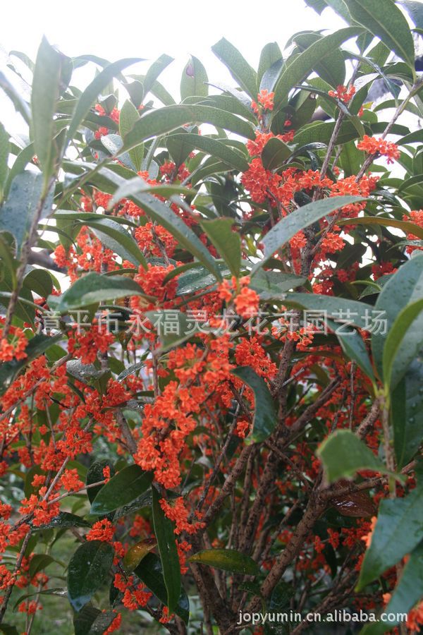 【厂家直销】精品桂花 丹桂桂花苗 状元红桂花苗 红色桂花树