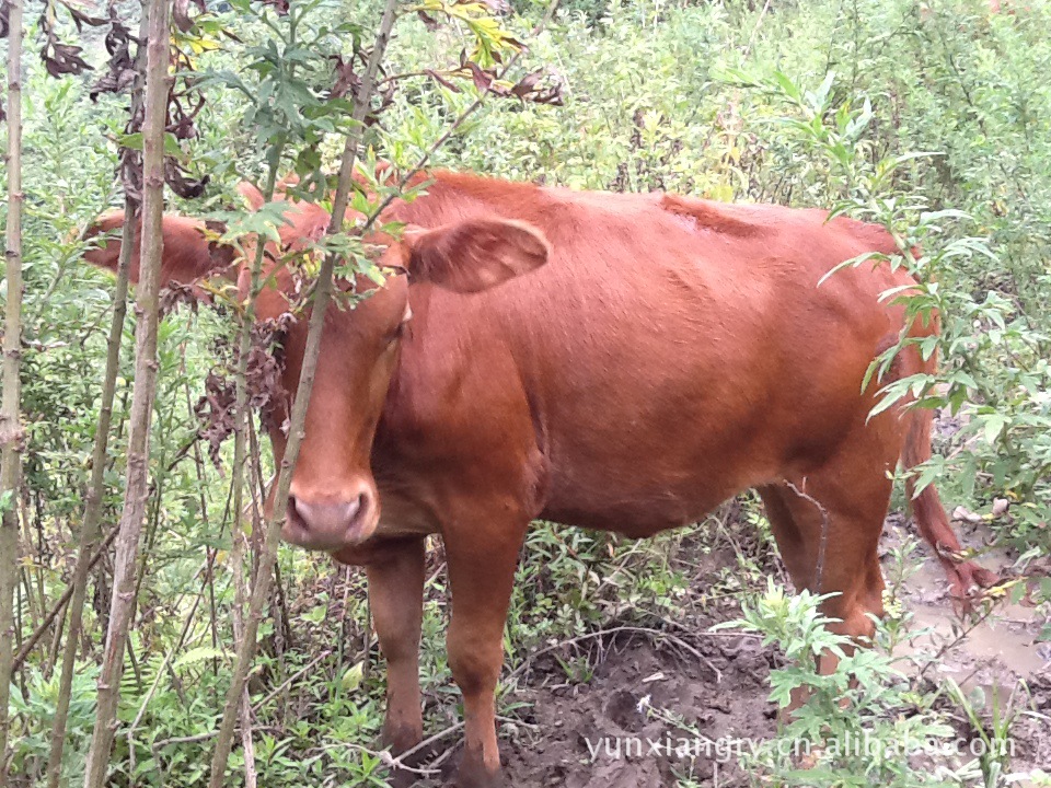 贵州云祥畜牧科技 专业养殖供应 纯天然 绿色优质耕牛
