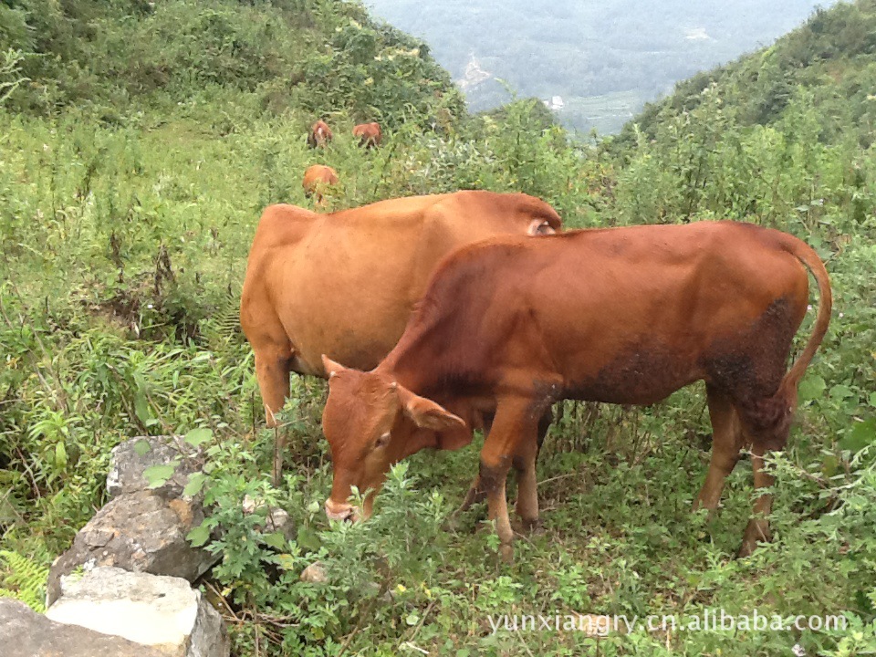 贵州云祥畜牧科技 专业养殖供应纯天然 优质耕牛 牛犊 种牛