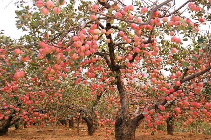 烟台有机苹果   新鲜红富士 大量上市啦