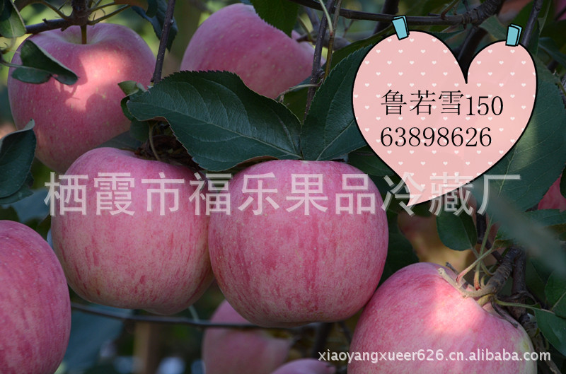 烟台有机苹果   新鲜红富士 大量批发团购