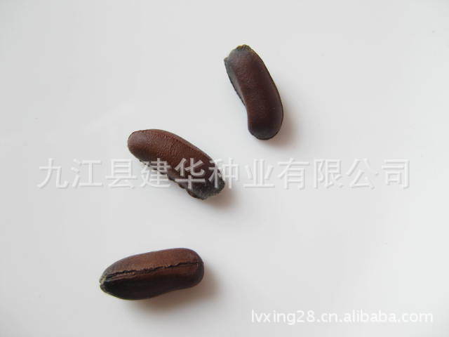 现货出售园林绿化  花卉 苗木 黄梅 腊梅种子