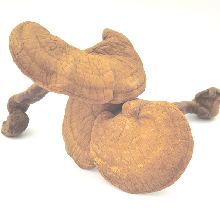 灵芝-灵芝子实体