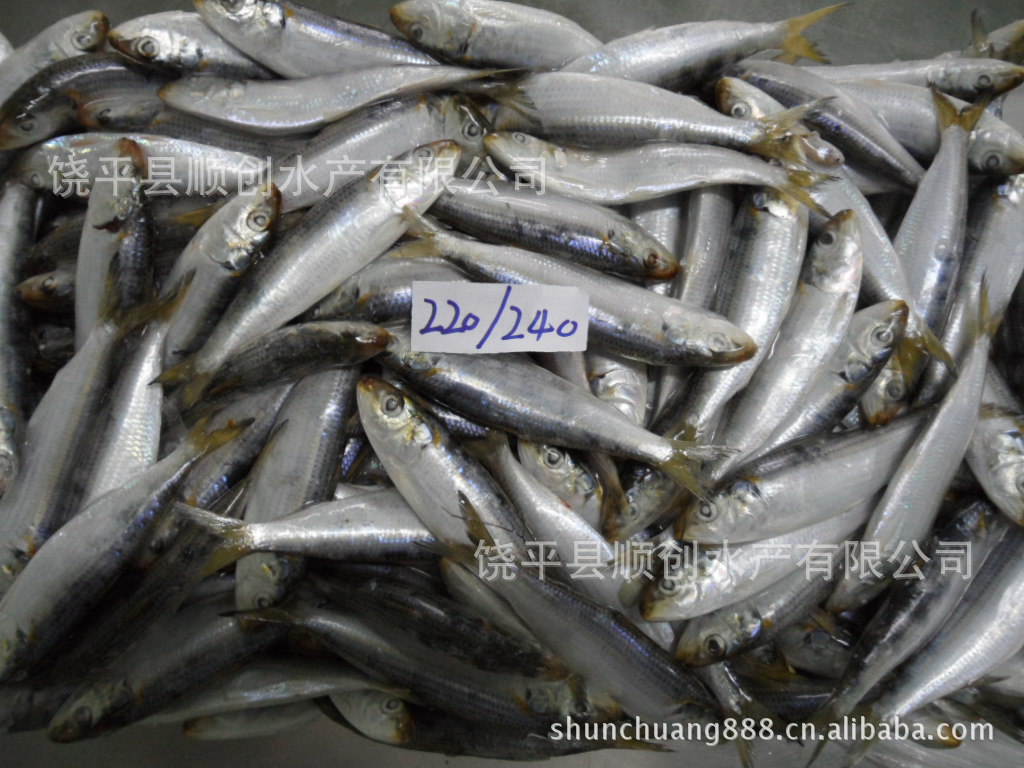 供应 沙丁鱼 沙丁鱼罐头 温鱼 姑鱼 冷冻沙丁鱼 钓饵 顺创水产