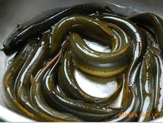 洪湖水产泥鳅订货电话 13397219692 订货QQ2252395939