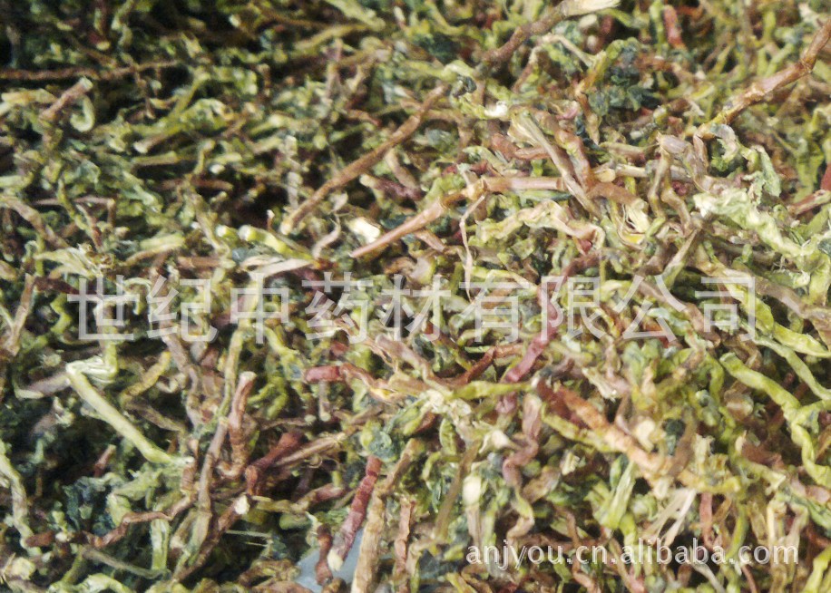 批发供应长寿草  茶 山密草  甜凉草 健康茶饮