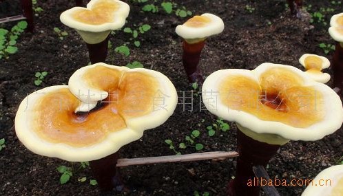 【专业品质】供应绿装韩国灵芝 高档林中宝灵芝（图）