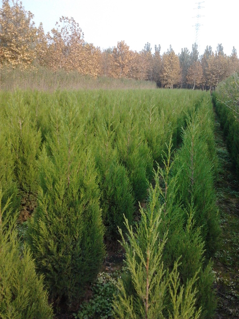 供应园林绿化苗木、花卉【蜀桧】