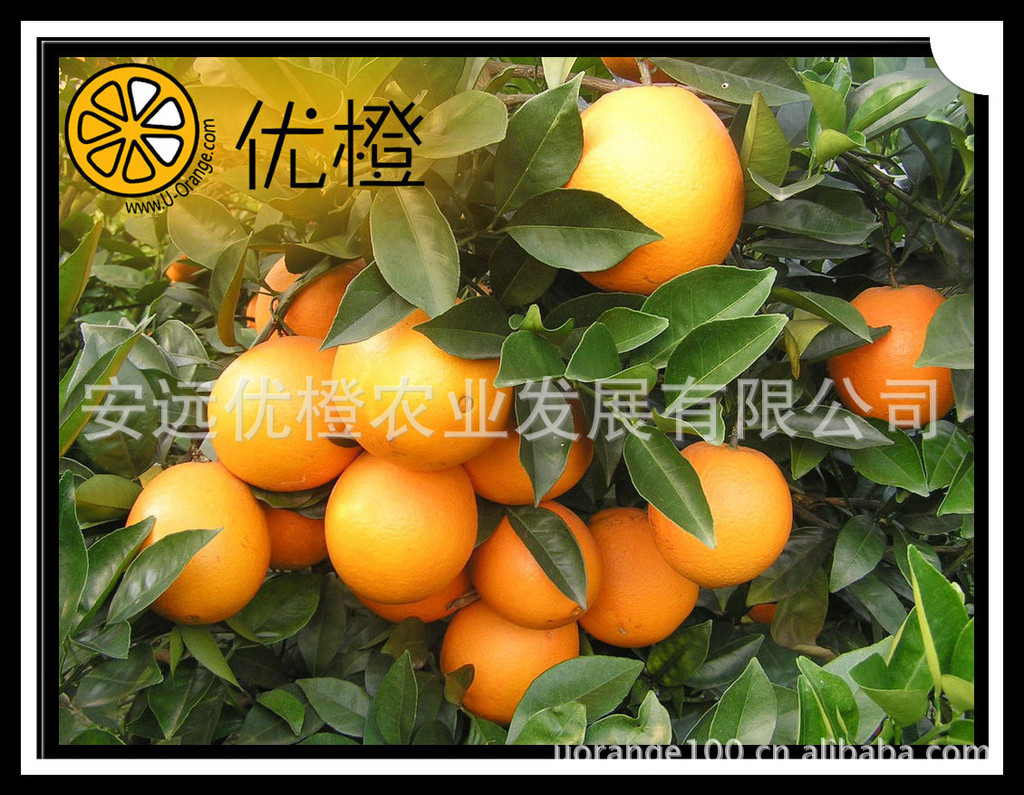 脐橙 赣南脐橙 优质脐橙 佳节果品