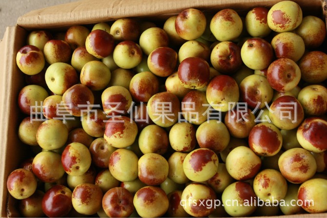 曲阜圣仙果品有限公司常年供应优质冬枣