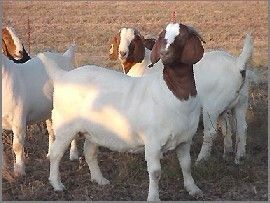 国家AAAA级牛羊养殖场.现有6000头牛羊热销中，欢迎你实地考察