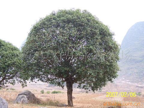 大量供应绿化树、桂花树、常绿乔木、景观树苗