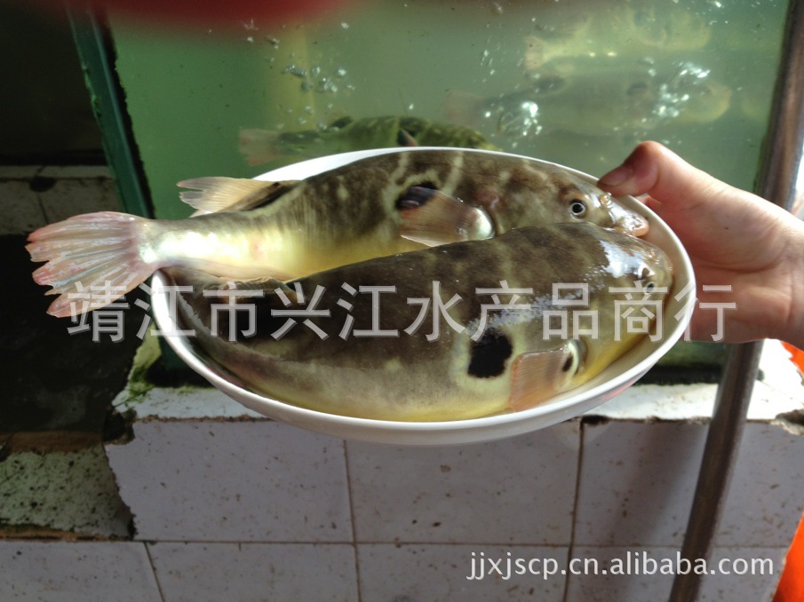 兴江水产 打造一流的河豚鱼销售平台 暗纹东方豚 欢迎来购