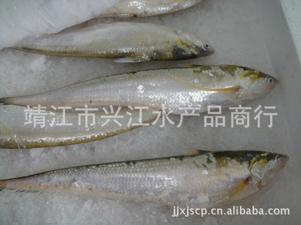 兴江水产 刀鱼批发 全国供应 价格优惠 欢迎订购