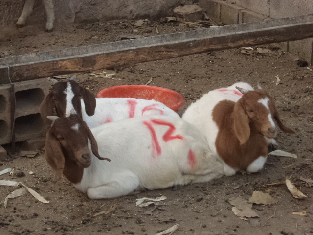 生长最快的山羊品种【波尔山羊】 体型大 产肉高 耐粗饲