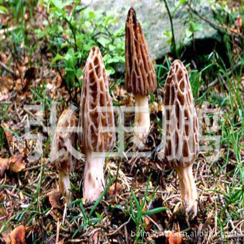 纯天然羊肚菌 羊肚菌价格 野生羊肚菌